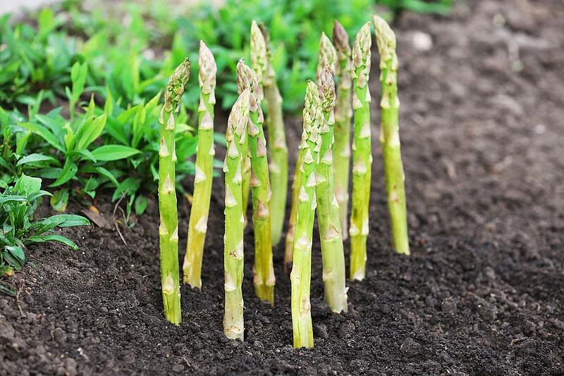 Photographie de Asperge