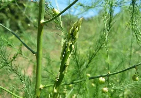 Photographie de Asperge