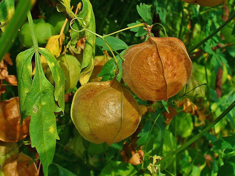 Photographie de Vigne Ballon