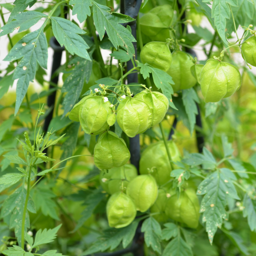 Photographie de Vigne Ballon