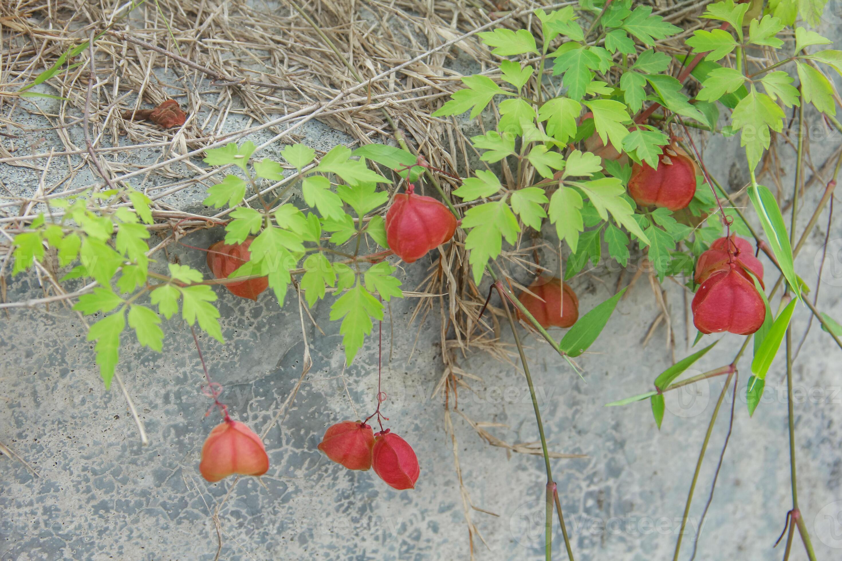 Photographie de Vigne Ballon
