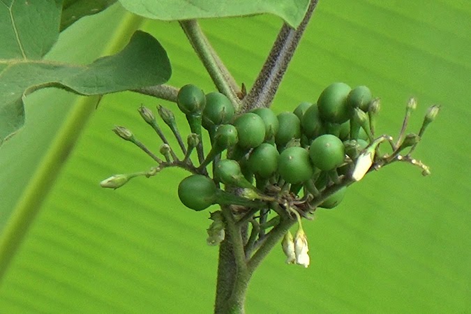 Photographie de Fausse Aubergine