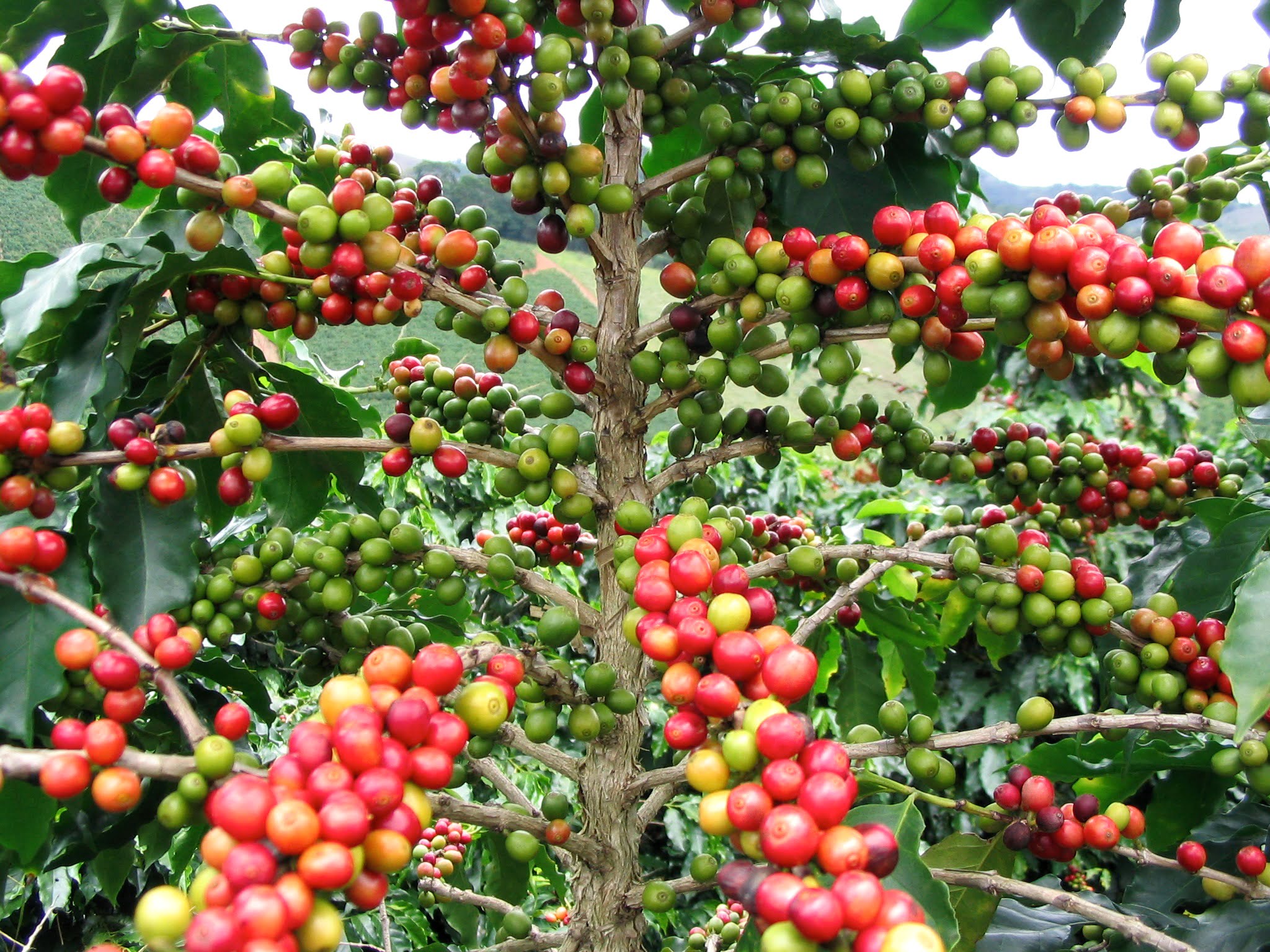 Photographie de Café Arabica