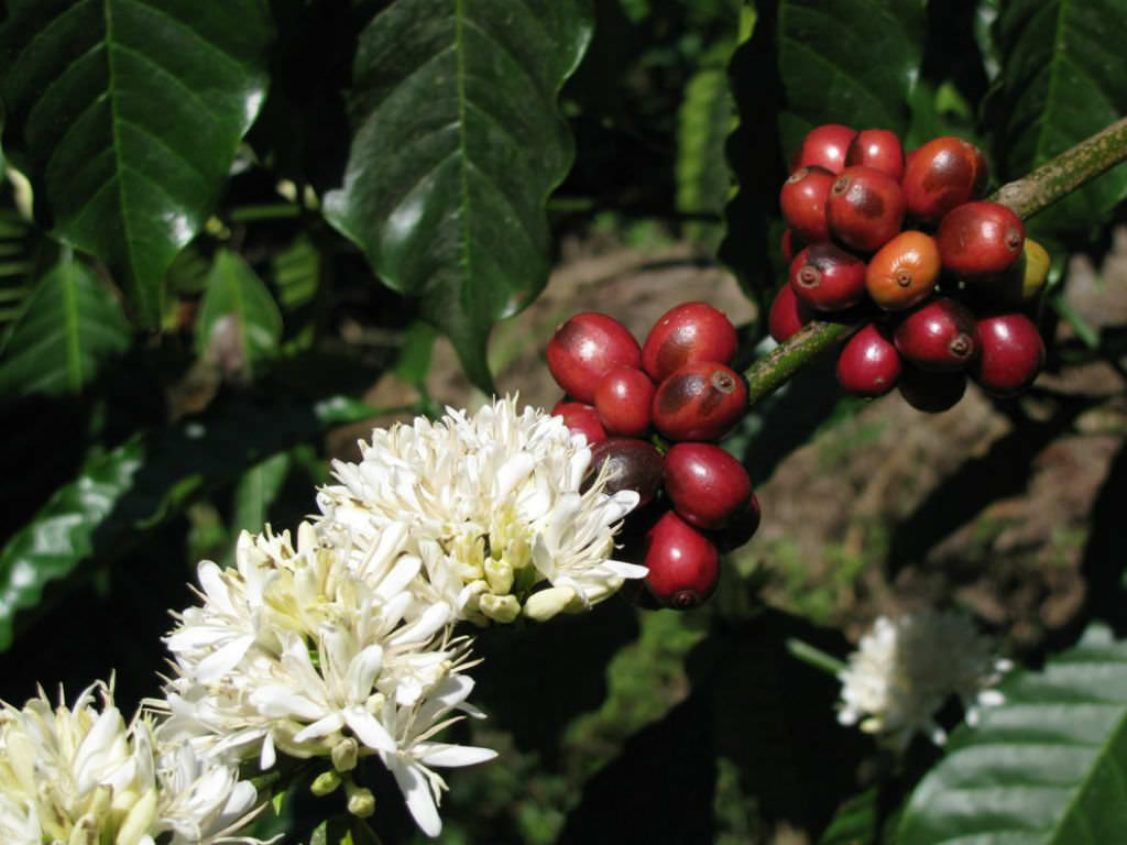 Photographie de Café Arabica