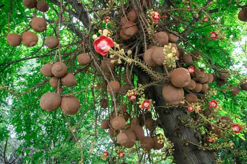 Photographie de Arbre Boulets de Canon