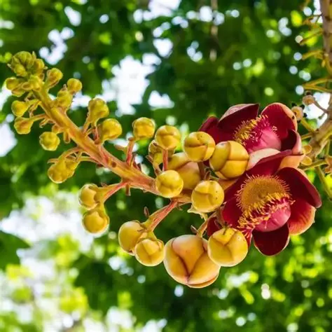 Photographie de Arbre Boulets de Canon