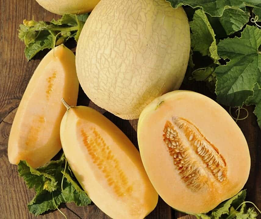 Photographie de Melon Maraîcher