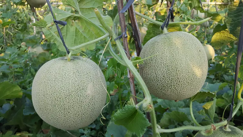 Photographie de Melon Maraîcher