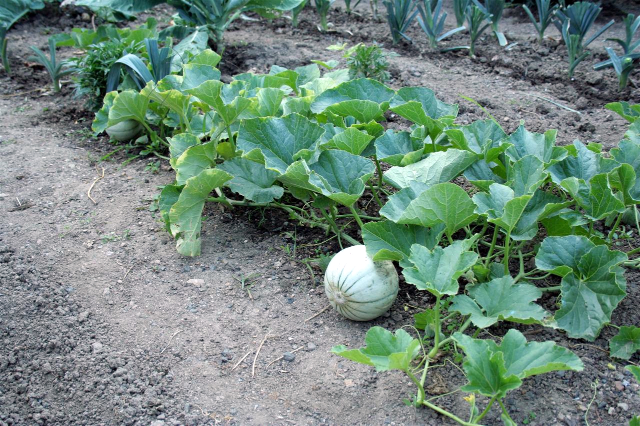 Photographie de Melon Maraîcher