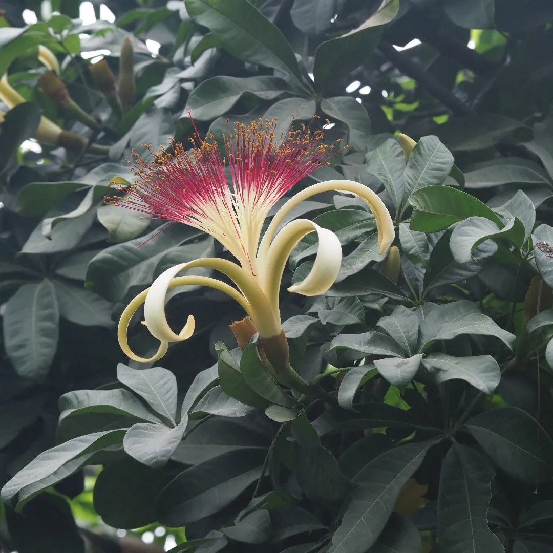 Photographie de Châtaignier de Guyane