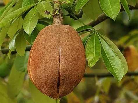 Photographie de Châtaignier de Guyane