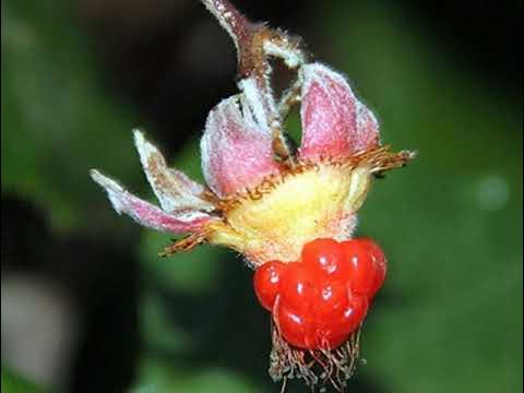 Photographie de Framboise des Moluques