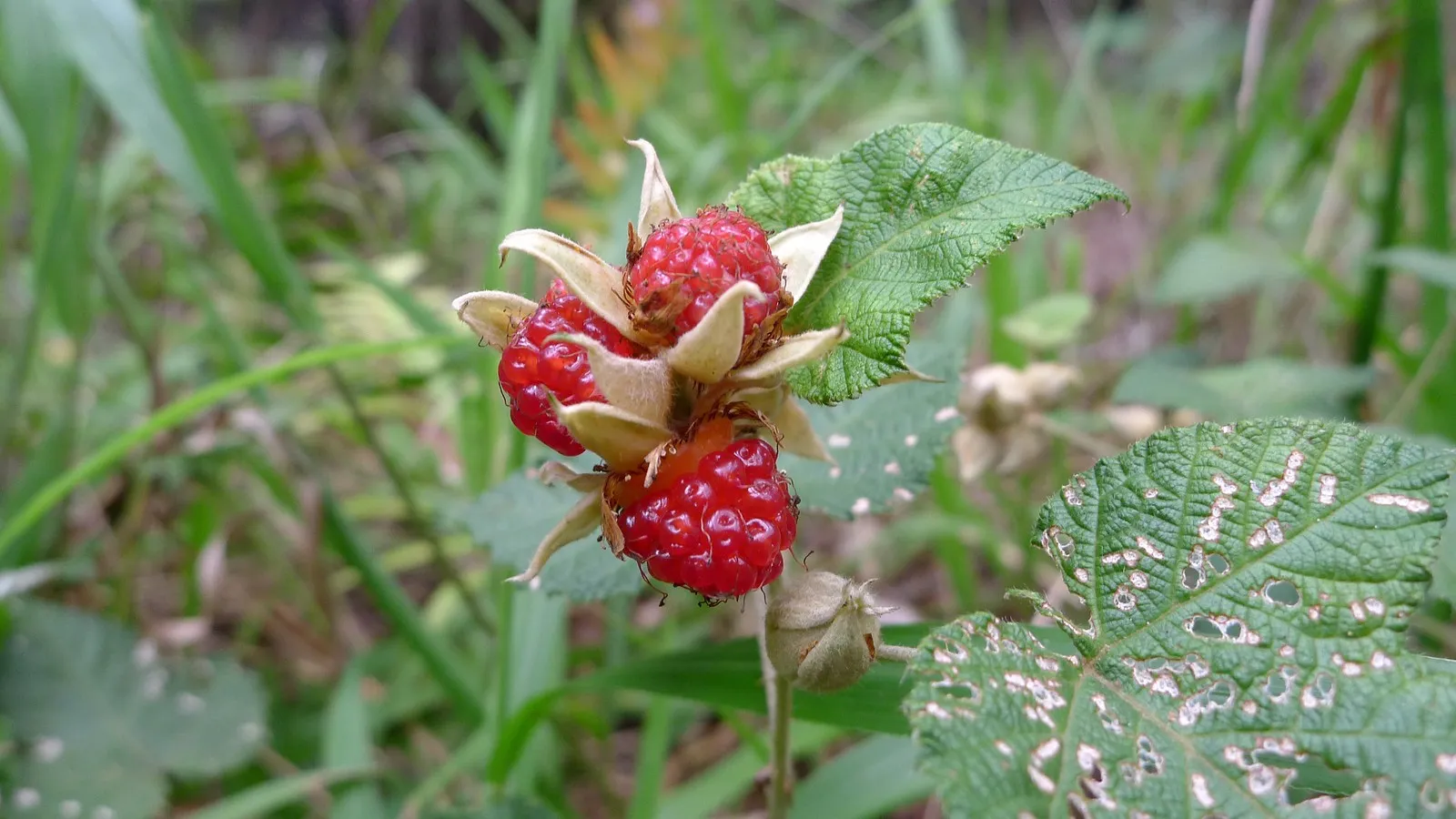 Photographie de Framboise des Moluques