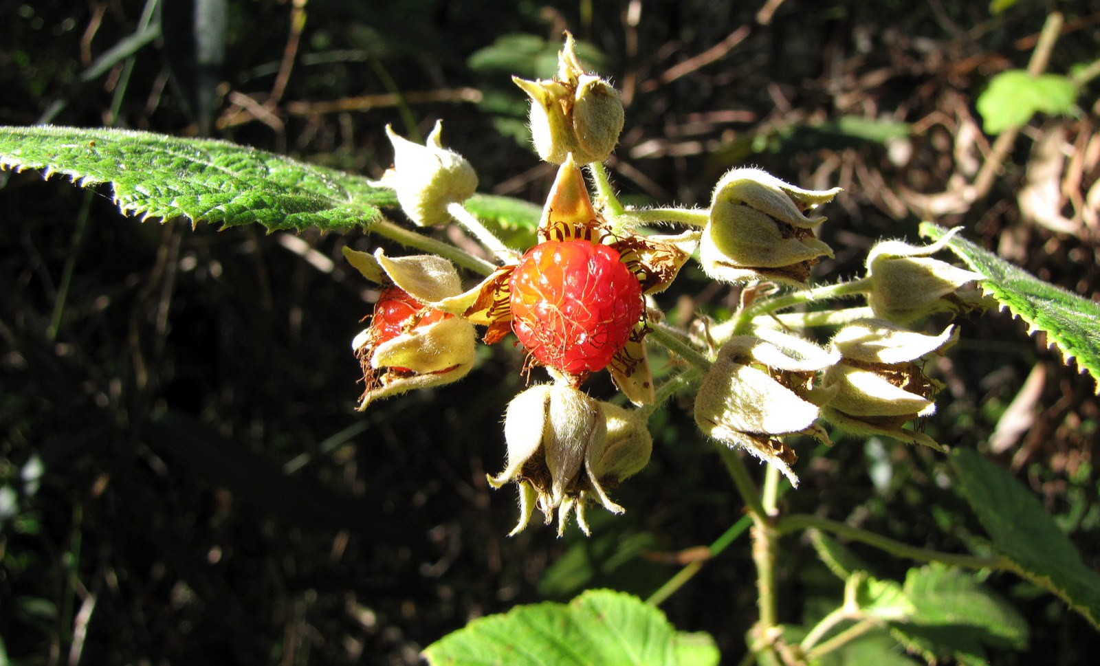 Photographie de Framboise des Moluques