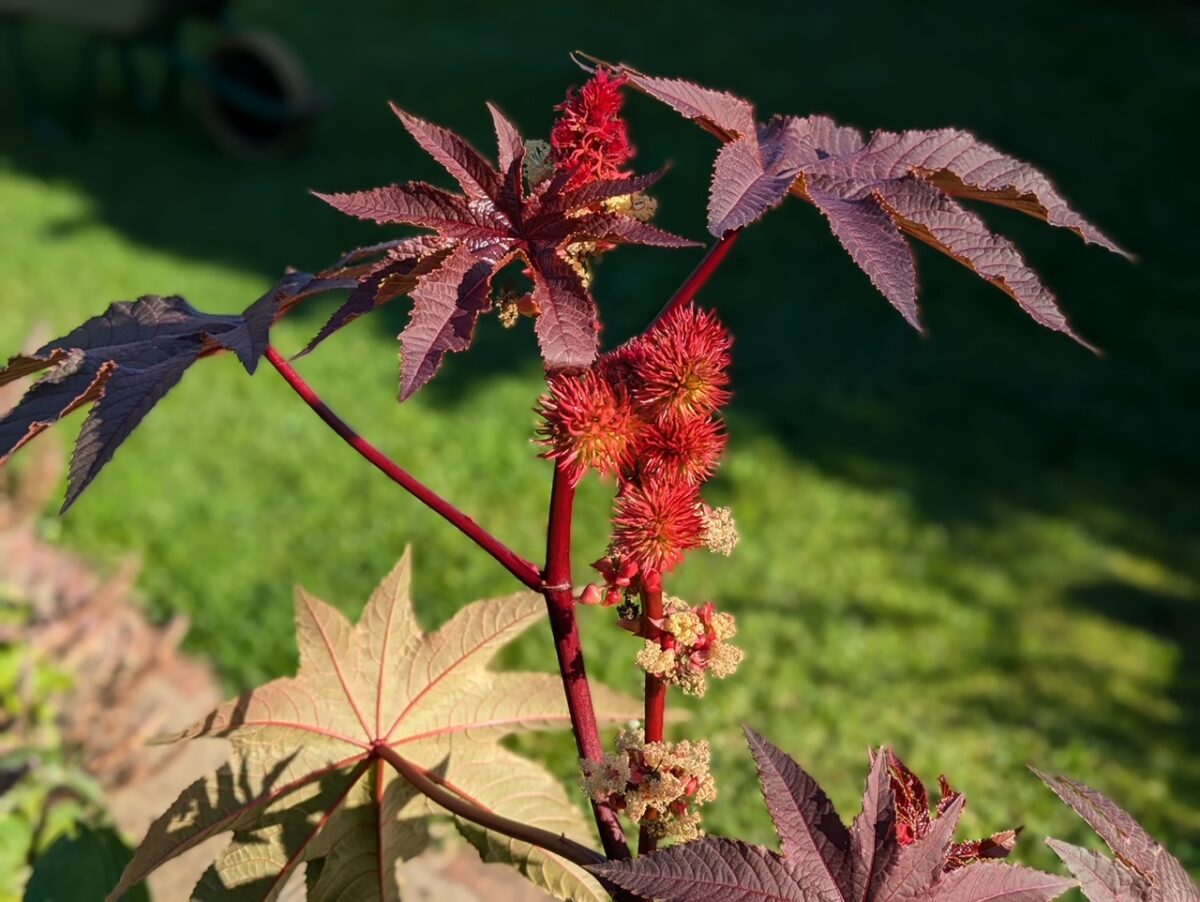 Photographie de Ricin Commun