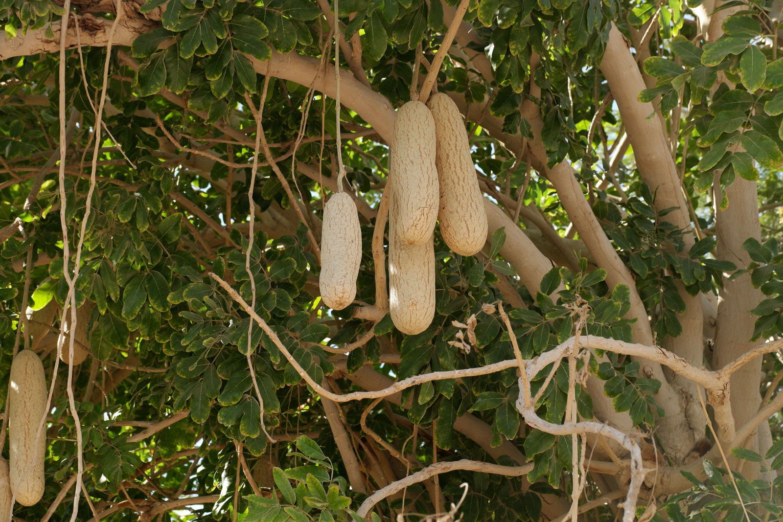Photographie de Arbre à Saucisses