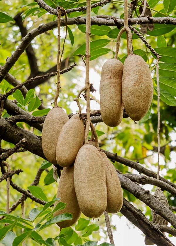 Photographie de Arbre à Saucisses