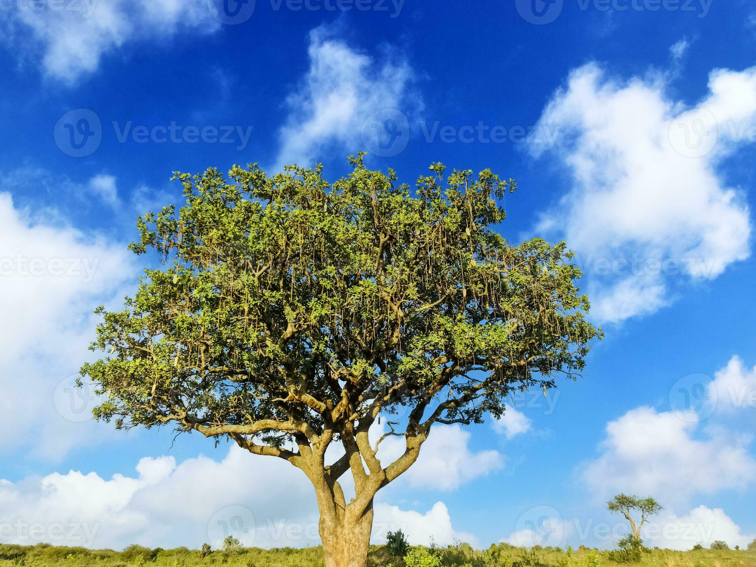 Photographie de Arbre à Saucisses