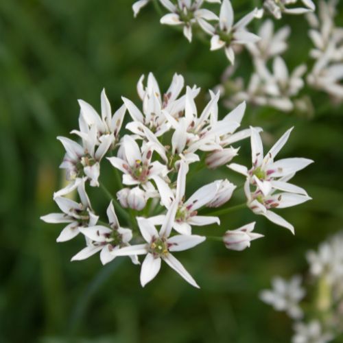 Photographie de Ciboulette Chinoise