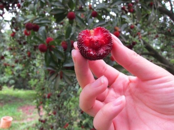 Photographie de Fraise Chinoise