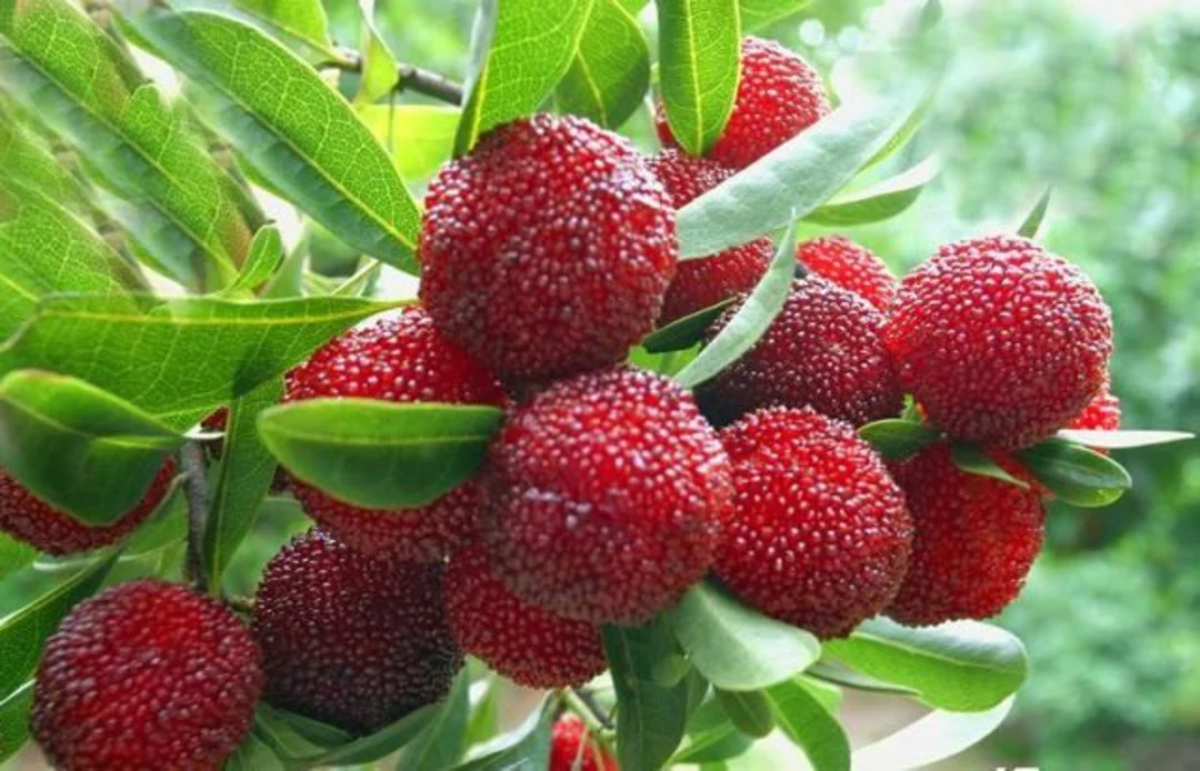 Photographie de Fraise Chinoise