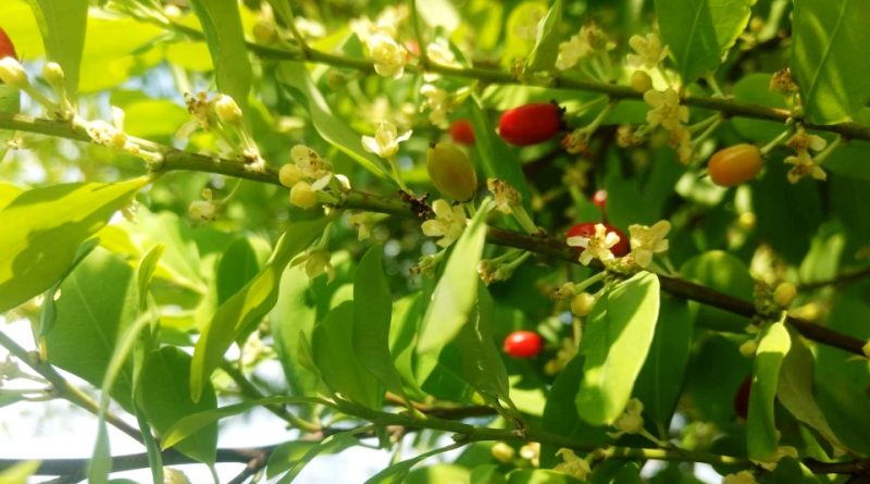 Photographie de Plante de Coca