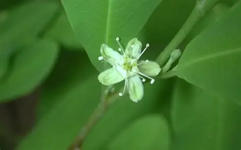 Photographie de Plante de Coca