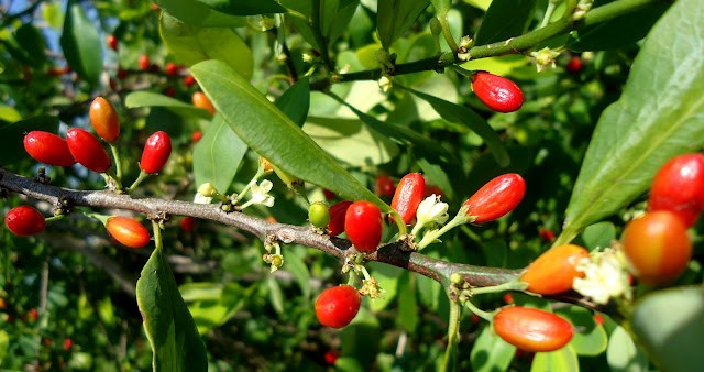 Photographie de Plante de Coca
