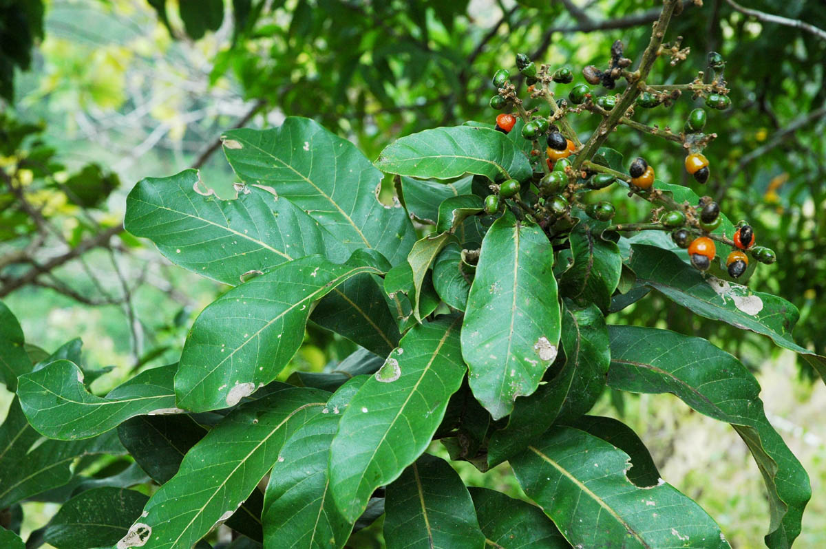 Photographie de Arbre à noix