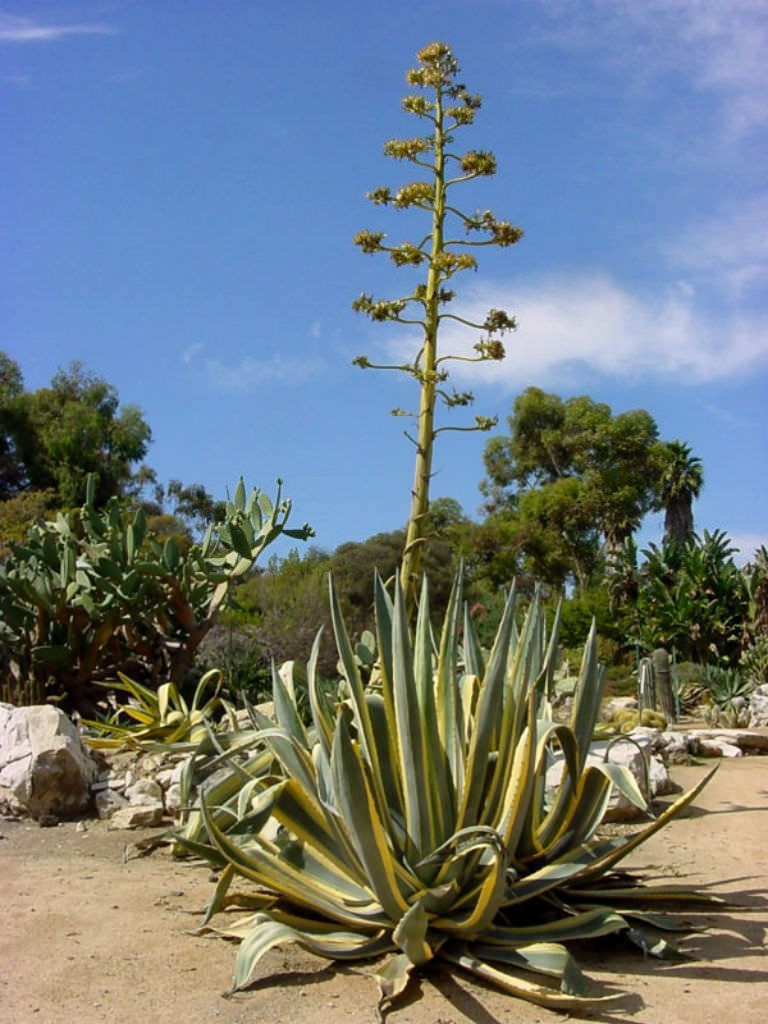 Photographie de Agave d'Amérique