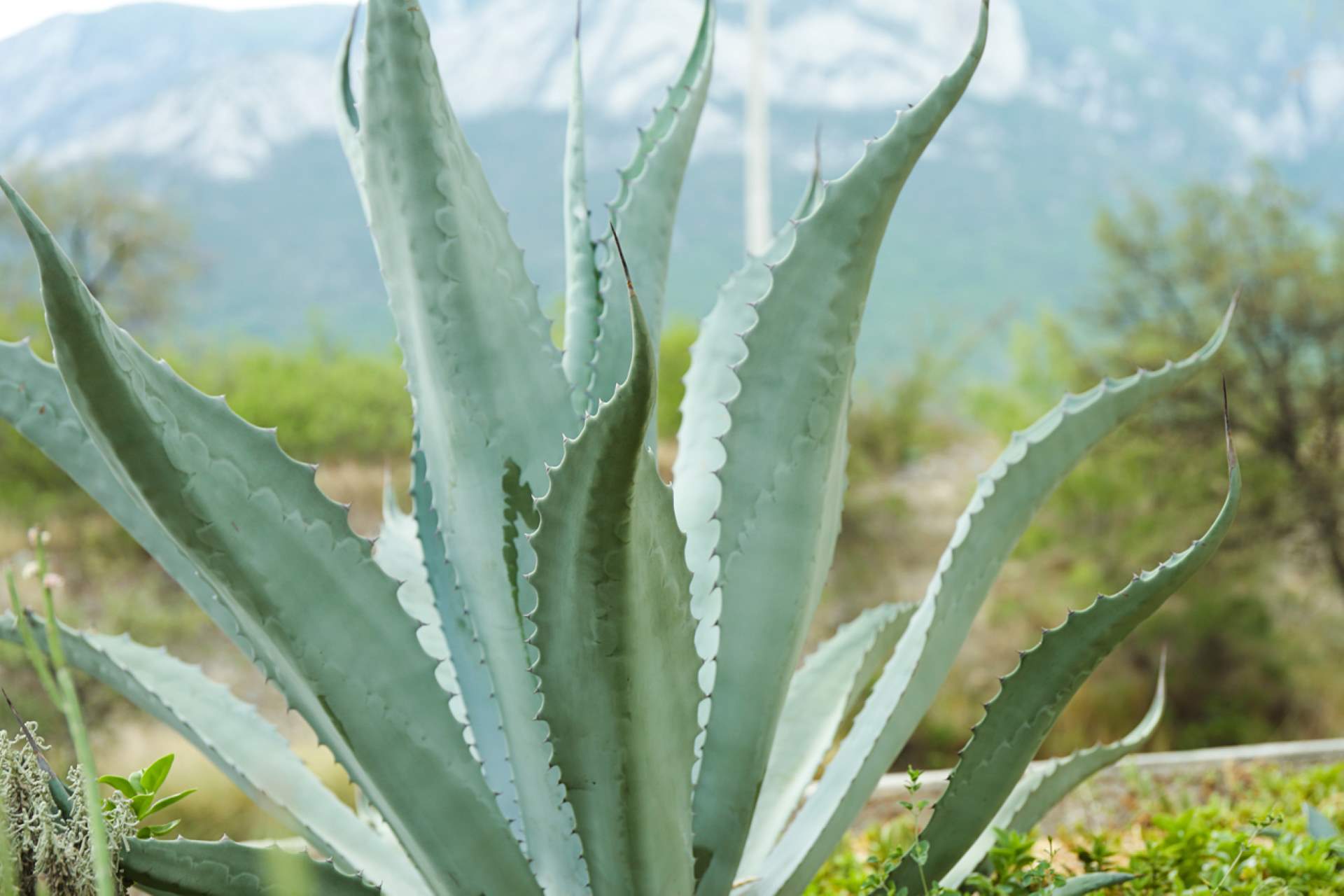Photographie de Agave d'Amérique
