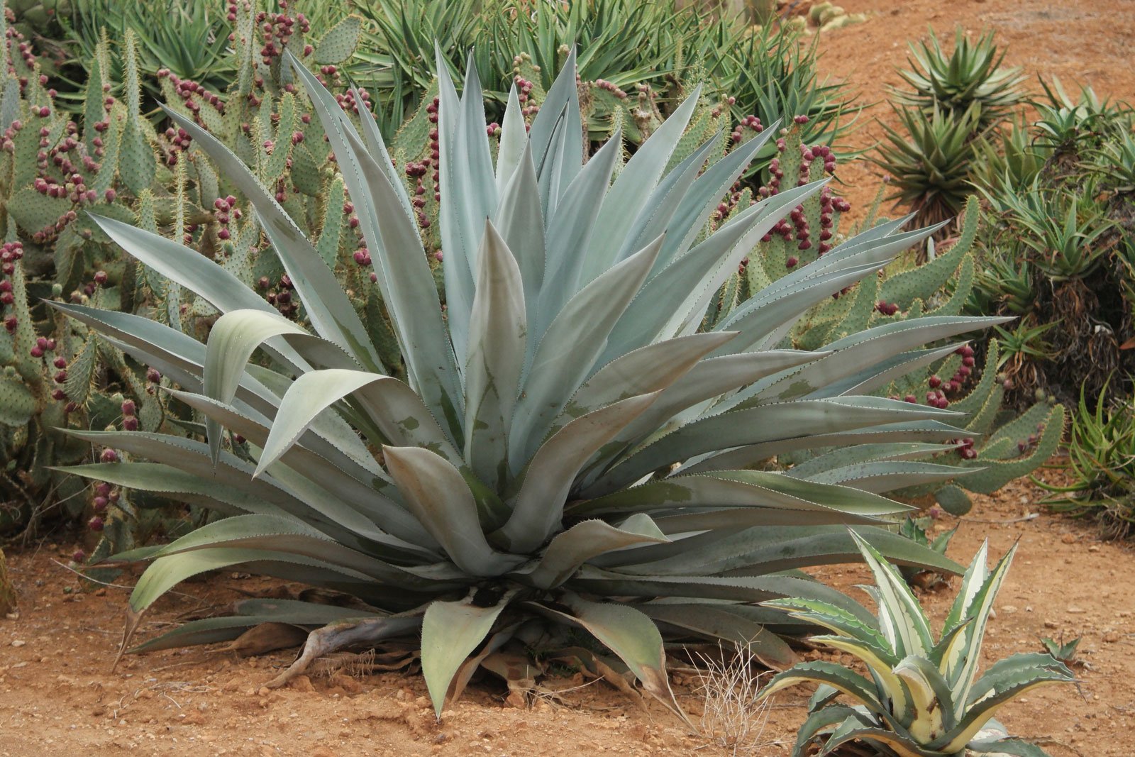 Photographie de Agave d'Amérique