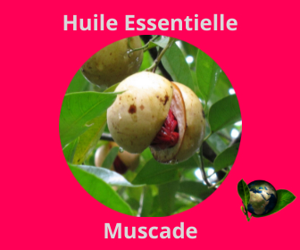 Muscade HE