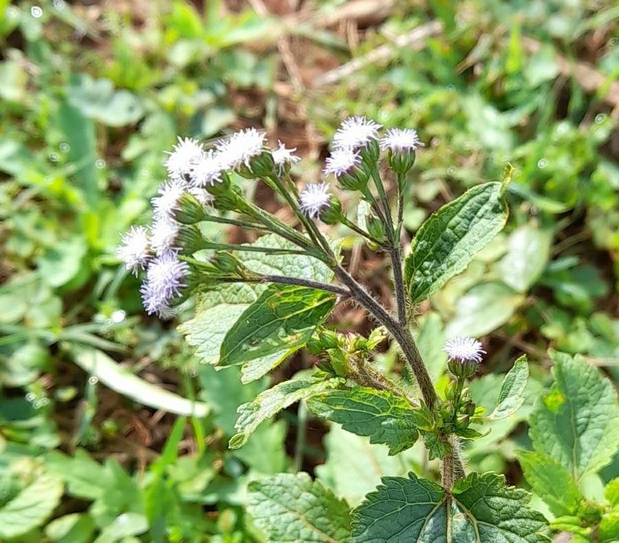 Photographie de Herbe à Bouc