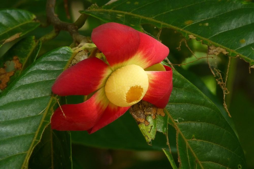 Photographie de Uvaria Rouge