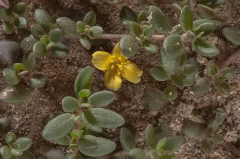 Photographie de Pourpier Sauvage