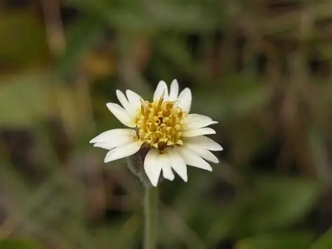 Photographie de Marguerite Tridax