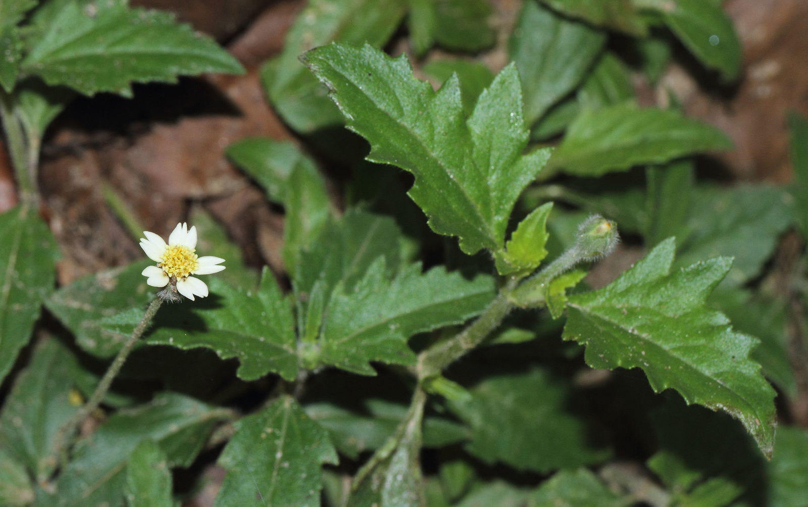 Photographie de Marguerite Tridax