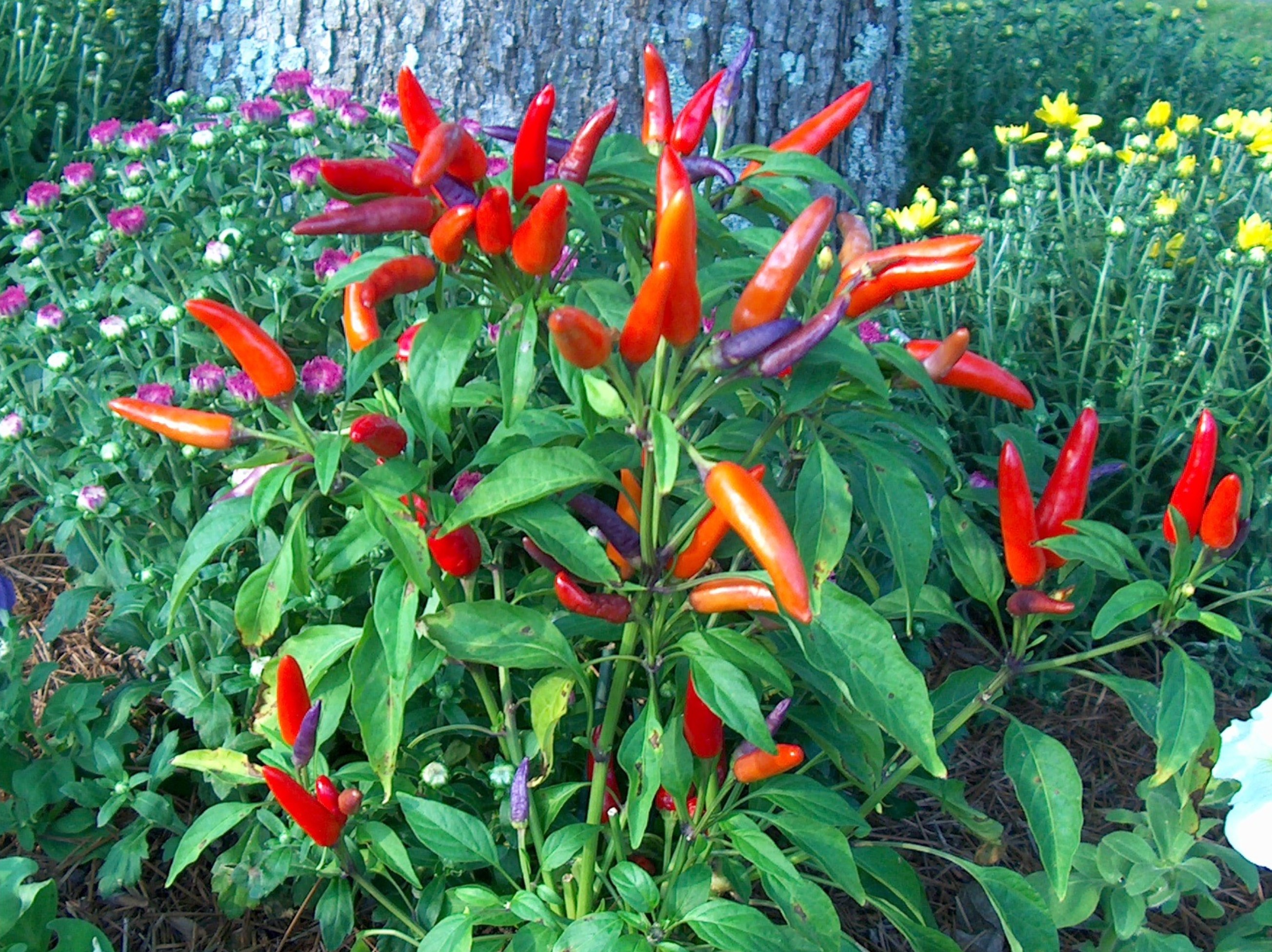 Photographie de Piment des Jardins