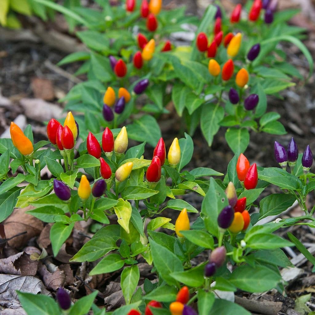 Photographie de Piment des Jardins