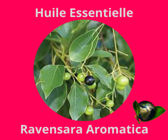 Ravensara Aromatica HE