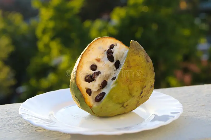 Photographie de Cherimolier