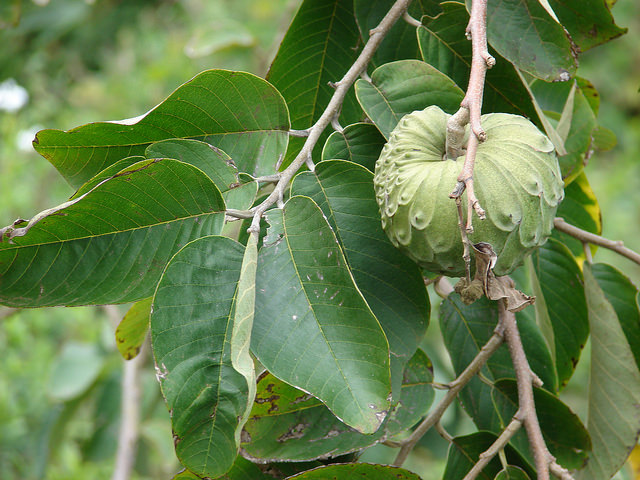 Photographie de Cherimolier