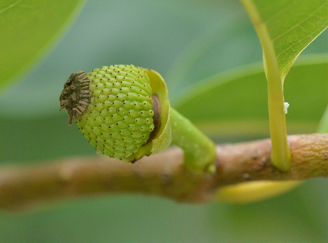 Photographie de Cherimolier