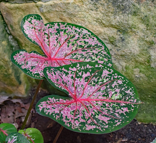 Photographie de Ailes d' Ange