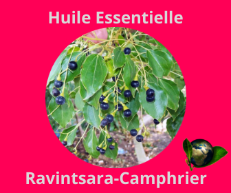 Ravintsara-Camphrier HE