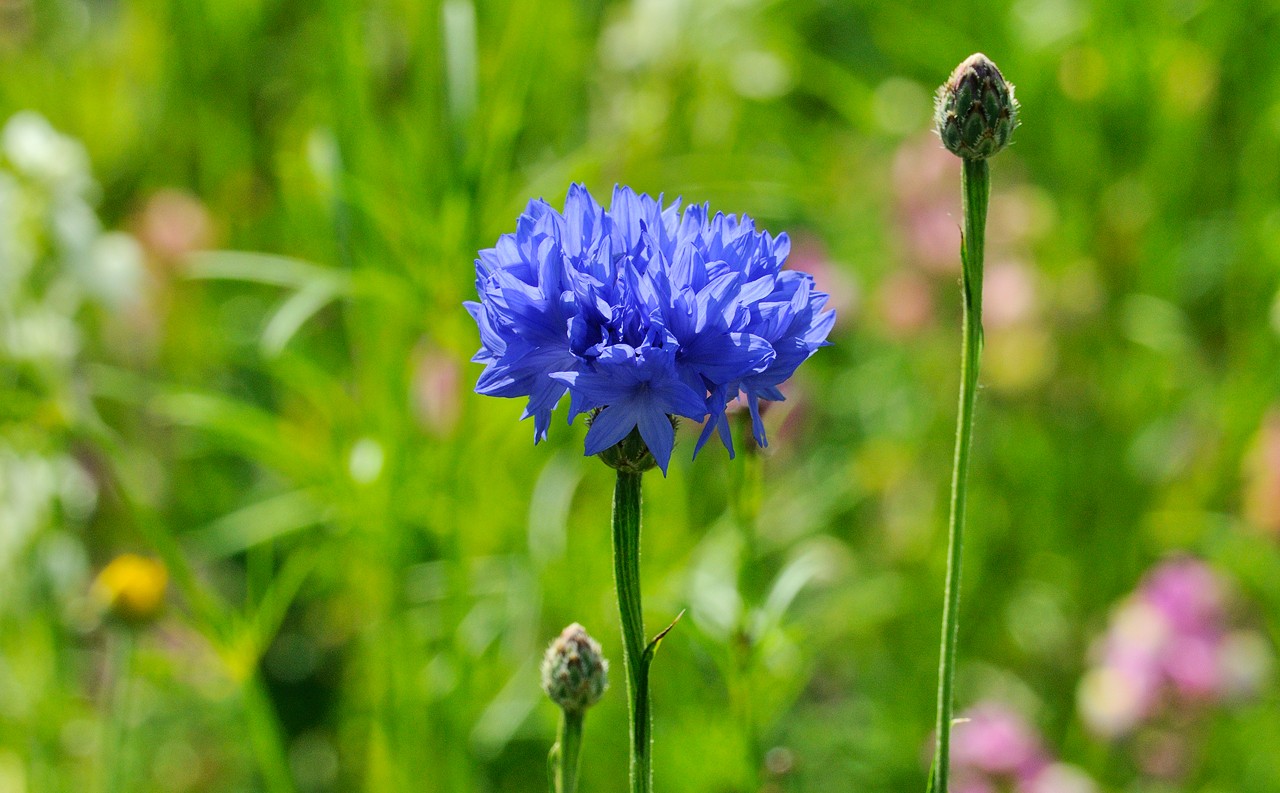Photographie de Bleuet
