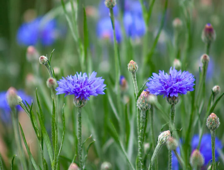 Photographie de Bleuet
