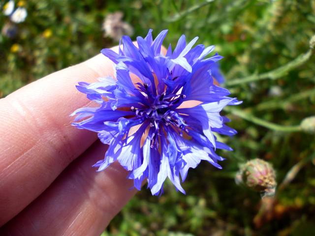 Photographie de Bleuet