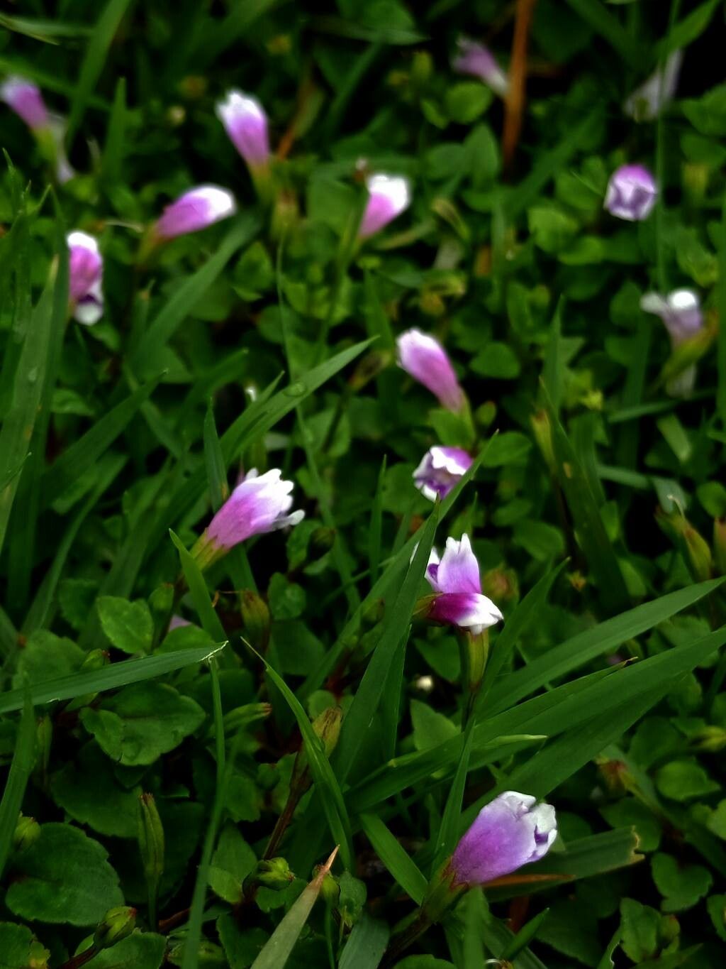 Photographie de Faux Mouron de Malaisie